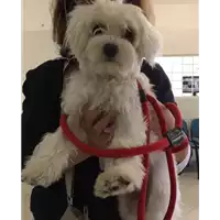 Foto dell\'animale cane - Matr. 2017/1881 - Microchip 642090001670001