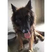 Foto dell\'animale cane - Matr. 2009/1123 - Microchip 981100000784131