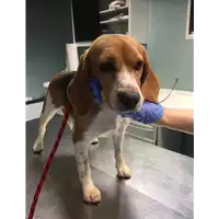 Foto dell\'animale cane - Matr. 2017/1888 - Microchip 380260041254161