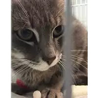 Foto dell\'animale gatto - Matr. 2017/1884 - Microchip 380260043268885