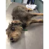 Foto dell\'animale cane - Matr. 2017/1890 - Microchip 982000101653940