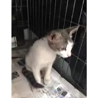 Foto dell\'animale gatto - Matr. 2017/1896 - Microchip 380260043149948
