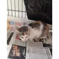 Foto dell\'animale gatto - Matr. 2017/1897 - Microchip 380260043150433