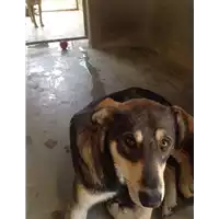cane - Matr. 2017/1911 - Microchip 380260043148055