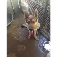 Foto dell\'animale cane - Matr. 2017/1913 - Microchip 380260043147670