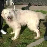 Foto dell\'animale cane - Matr. 2014/1445 - Microchip 380260002319643