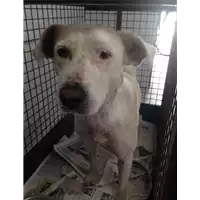 Foto dell\'animale cane - Matr. 2017/1917 - Microchip 380260043147656