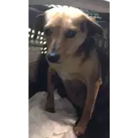 Foto dell\'animale cane - Matr. 2017/0562 - Microchip 380260042879128