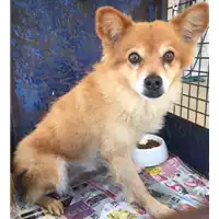 Foto dell\'animale cane - Matr. 2017/1924 - Microchip 380260043147946