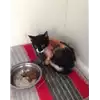 gatto - Matr. 2017/1927 - Microchip 