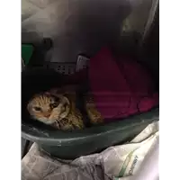 Foto dell\'animale gatto - Matr. 2017/1929 - Microchip 380260043152670
