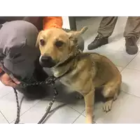 Foto dell\'animale cane - Matr. 2017/1938 - Microchip 380260043268719