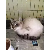 gatto - Matr. 2017/1932 - Microchip 380260043269113