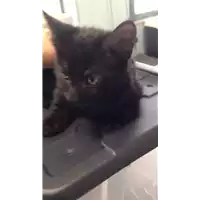 gatto - Matr. 2017/1965 - Microchip 380260043268914