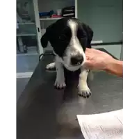 Foto dell\'animale cane - Matr. 2017/1969 - Microchip 380260043319084