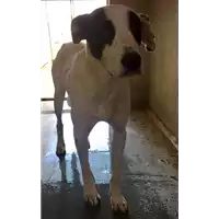 Foto dell\'animale cane - Matr. 2017/1973 - Microchip 380260042274465