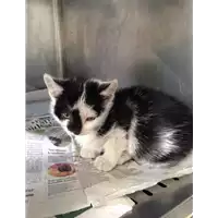 Foto dell\'animale gatto - Matr. 2017/1984 - Microchip 380260043318662