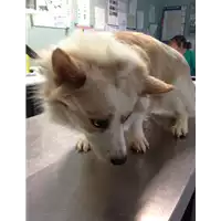 Foto dell\'animale cane - Matr. 2017/1972 - Microchip 380260100518899