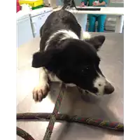 Foto dell\'animale cane - Matr. 2017/1976 - Microchip 380260100518715
