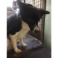 Foto dell\'animale cane - Matr. 2017/1983 - Microchip 380260100518707