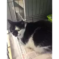 Foto dell\'animale gatto - Matr. 2017/1989 - Microchip 380260043310391