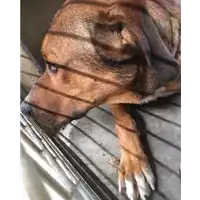 Foto dell\'animale cane - Matr. 2017/1991 - Microchip 380260002558679