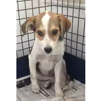 Foto dell\'animale cane - Matr. 2017/1993 - Microchip 380260002268468