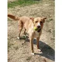 Foto dell\'animale cane - Matr. 2017/1995 - Microchip 380260044997681