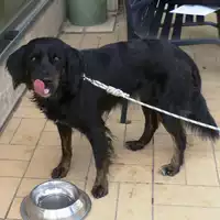 Foto dell\'animale cane - Matr. 2017/1996 - Microchip 380260002368953