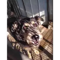 Foto dell\'animale cane - Matr. 2017/1994 - Microchip 380260040150860