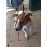 Foto dell\'animale cane - Matr. 2017/1999 - Microchip 380260002890571