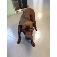 Foto dell\'animale cane - Matr. 2017/2000 - Microchip 380260002799597