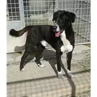 Foto dell\'animale cane - Matr. 2016/1327 - Microchip 380260043147828