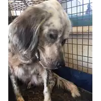 Foto dell\'animale cane - Matr. 2017/2002 - Microchip 380260000492310