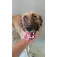 Foto dell\'animale cane - Matr. 2017/2007 - Microchip 380260043309593