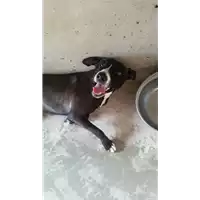 Foto dell\'animale cane - Matr. 2017/2014 - Microchip 380260043318931