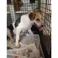 Foto dell\'animale cane - Matr. 2017/2015 - Microchip 380260043285379