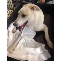 Foto dell\'animale cane - Matr. 2017/2016 - Microchip 380260043269403