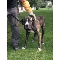 Foto dell\'animale cane - Matr. 2017/2017 - Microchip 380260043269106