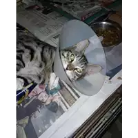 Foto dell\'animale gatto - Matr. 2017/2021 - Microchip 380260043268649