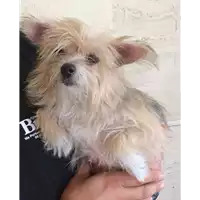 Foto dell\'animale cane - Matr. 2017/2023 - Microchip 380260043258588