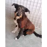 Foto dell\'animale cane - Matr. 2017/2028 - Microchip 380260043318601