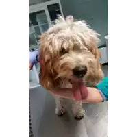 Foto dell\'animale cane - Matr. 2017/2037 - Microchip 380260100662583