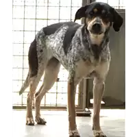 Foto dell\'animale cane - Matr. 2017/0467 - Microchip 380260002160866