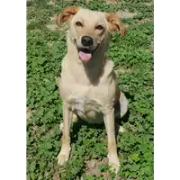 Foto dell\'animale cane - Matr. 2017/2039 - Microchip 380260043310265