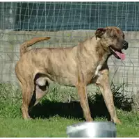 Foto dell\'animale cane - Matr. 2015/1857 - Microchip 380260042538230