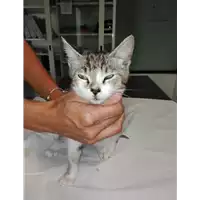 Foto dell\'animale gatto - Matr. 2017/2057 - Microchip 380260043269422