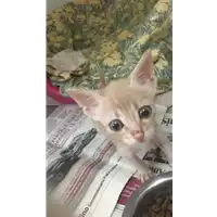 Foto dell\'animale gatto - Matr. 2017/1709 - Microchip 380260043309650