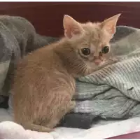 Foto dell\'animale gatto - Matr. 2017/1711 - Microchip 380260043318932