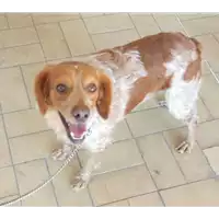 Foto dell\'animale cane - Matr. 2017/2059 - Microchip 380260042530577